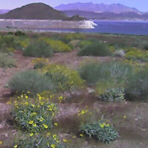 Treo 650 picture taken at Lake Mead, NV